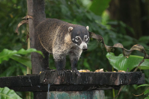 Coati